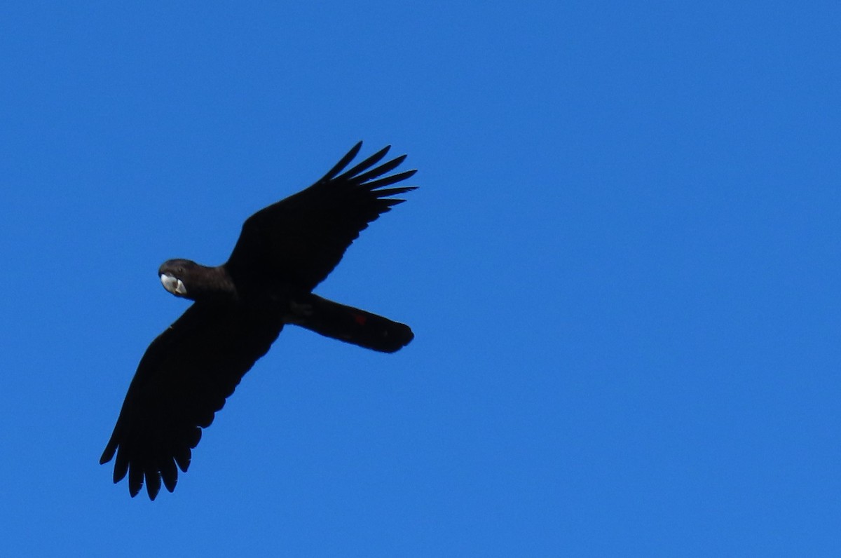 Red-tailed Black-Cockatoo - ML621695494