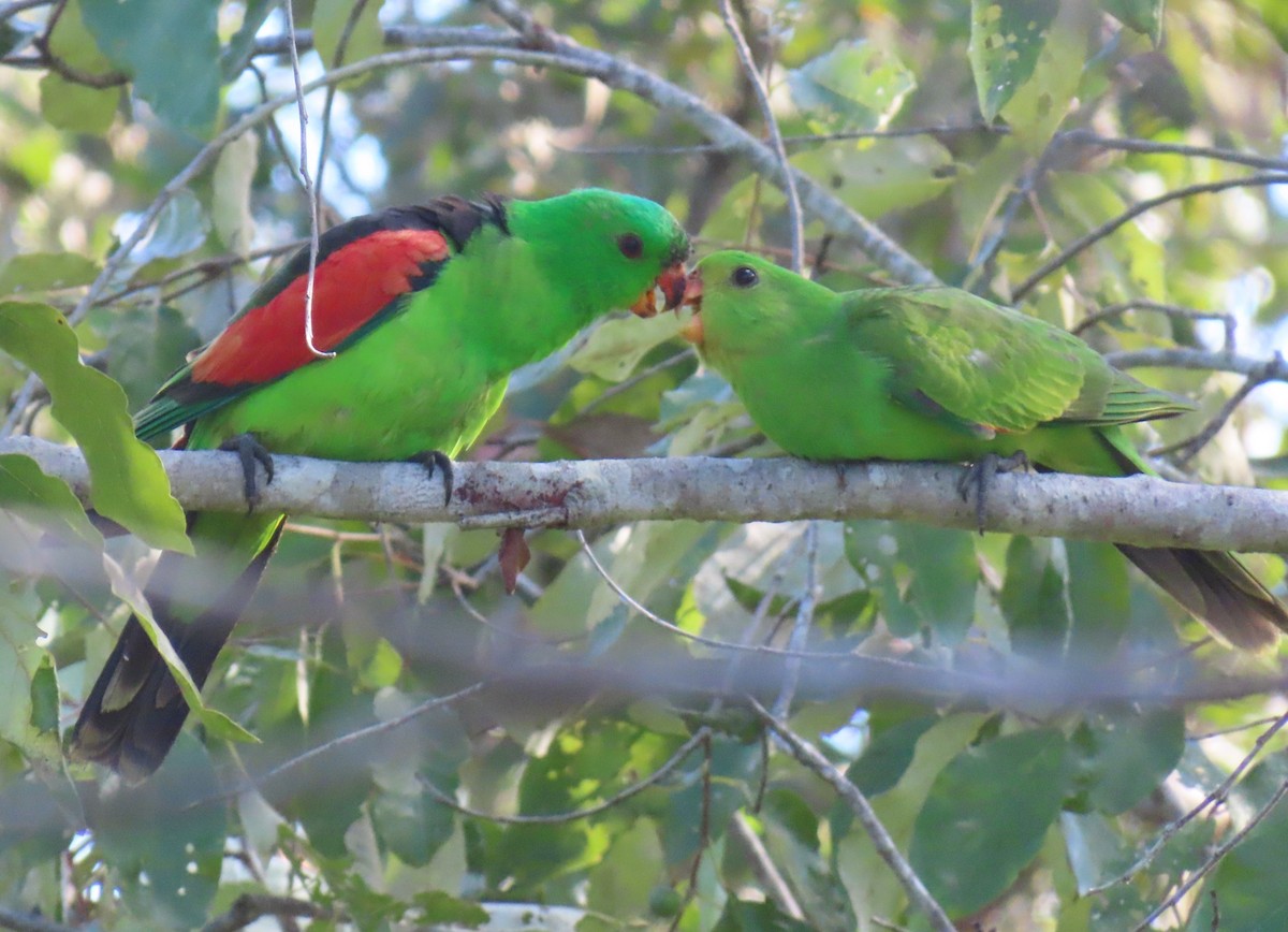 Red-winged Parrot - ML621695497