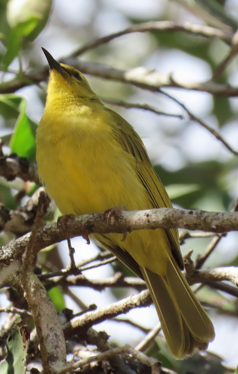 Yellow Honeyeater - ML621695498