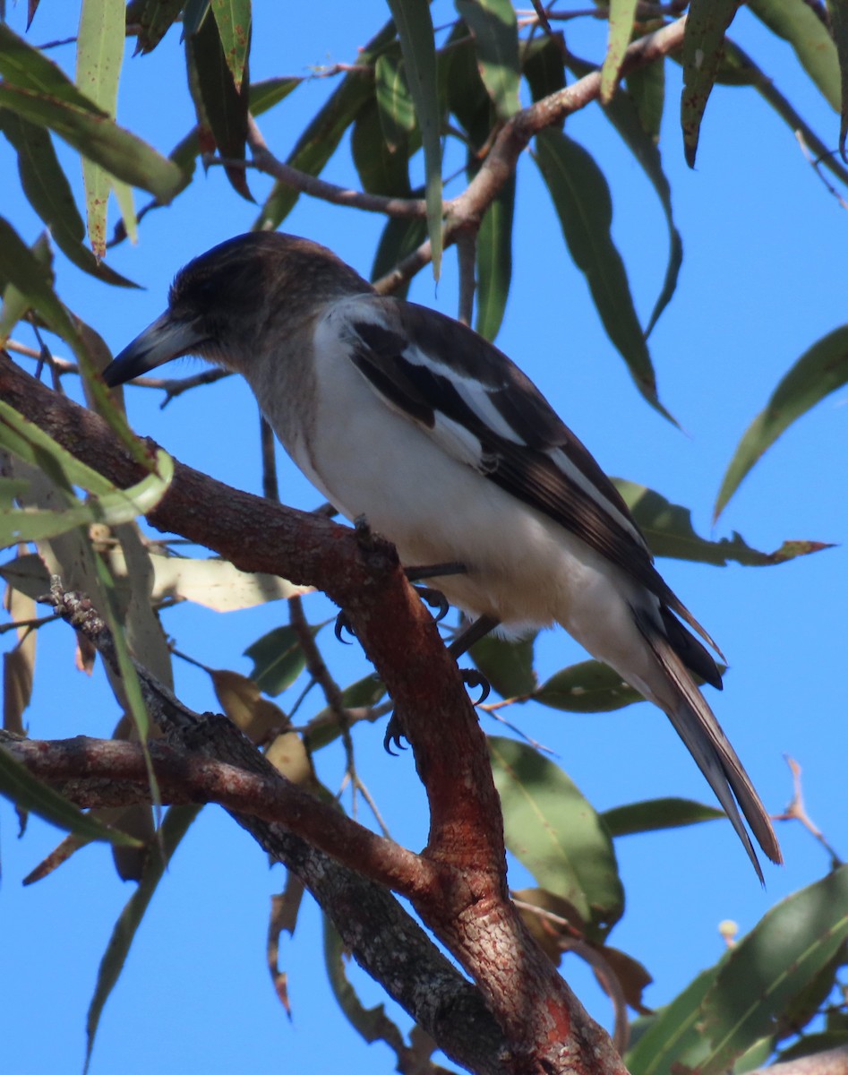 Pied Butcherbird - ML621695499