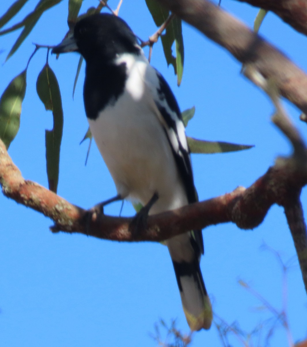 Pied Butcherbird - ML621695500