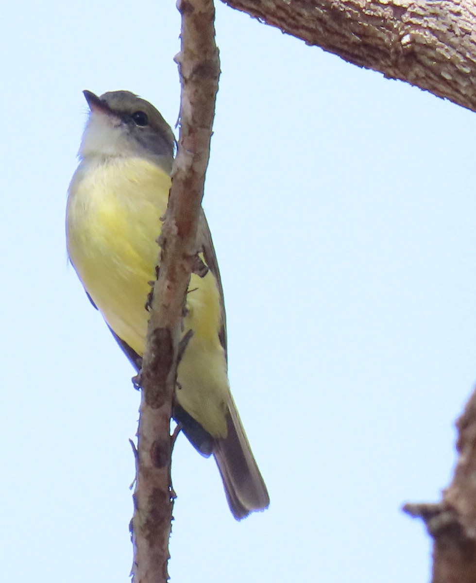 Lemon-bellied Flyrobin - ML621695508