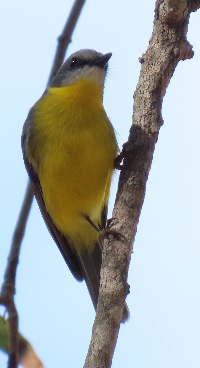Eastern Yellow Robin - ML621695515