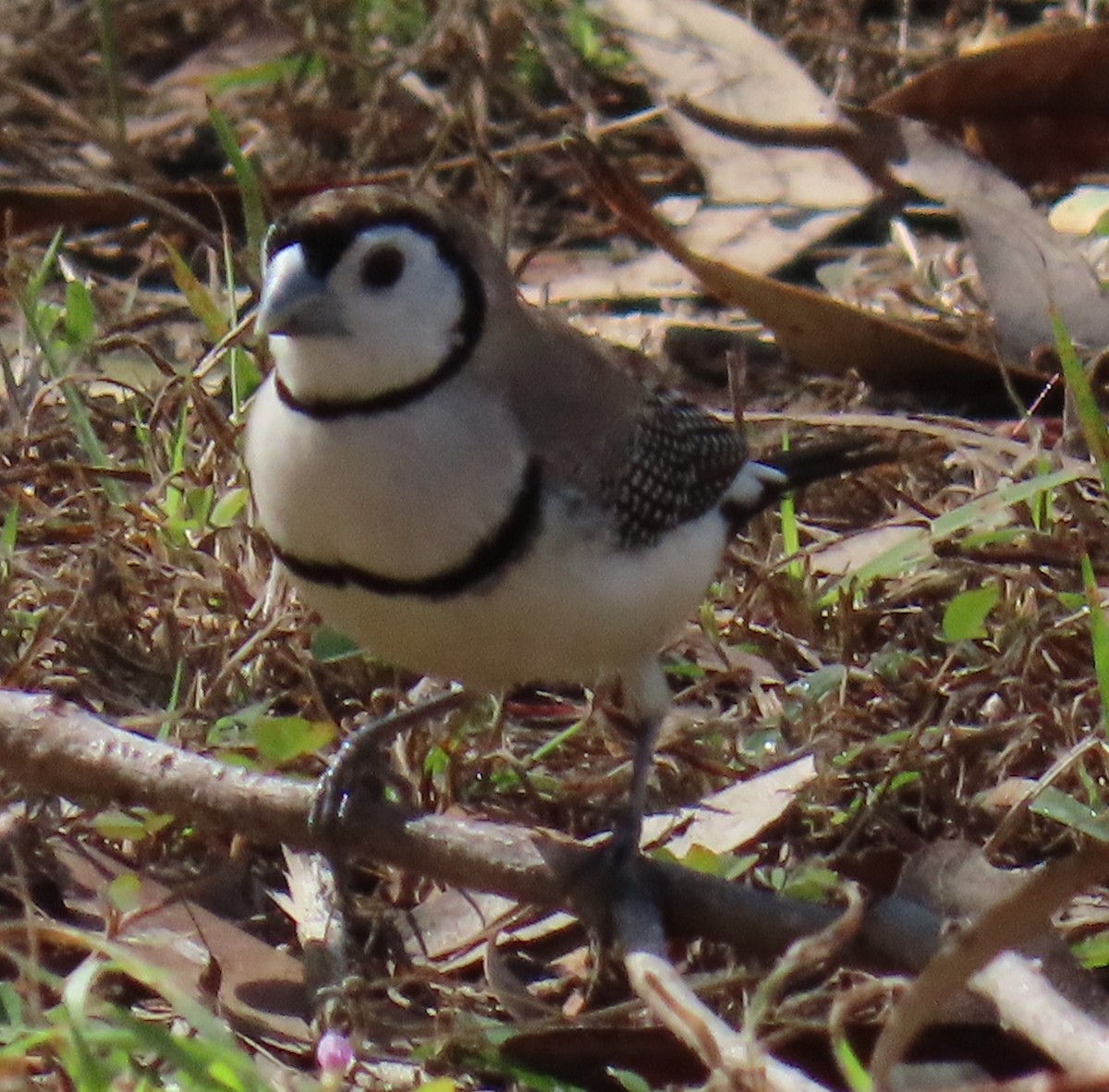 Double-barred Finch - ML621695520