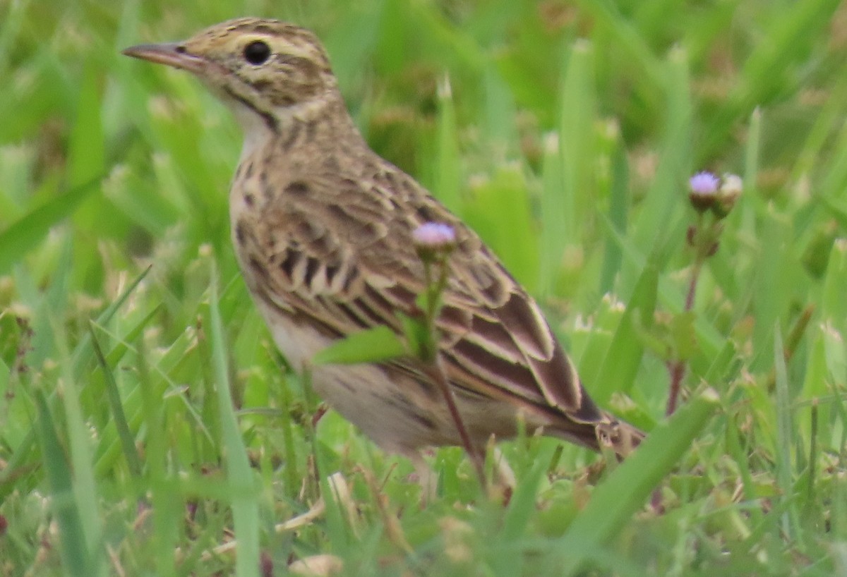 Australian Pipit - ML621695530