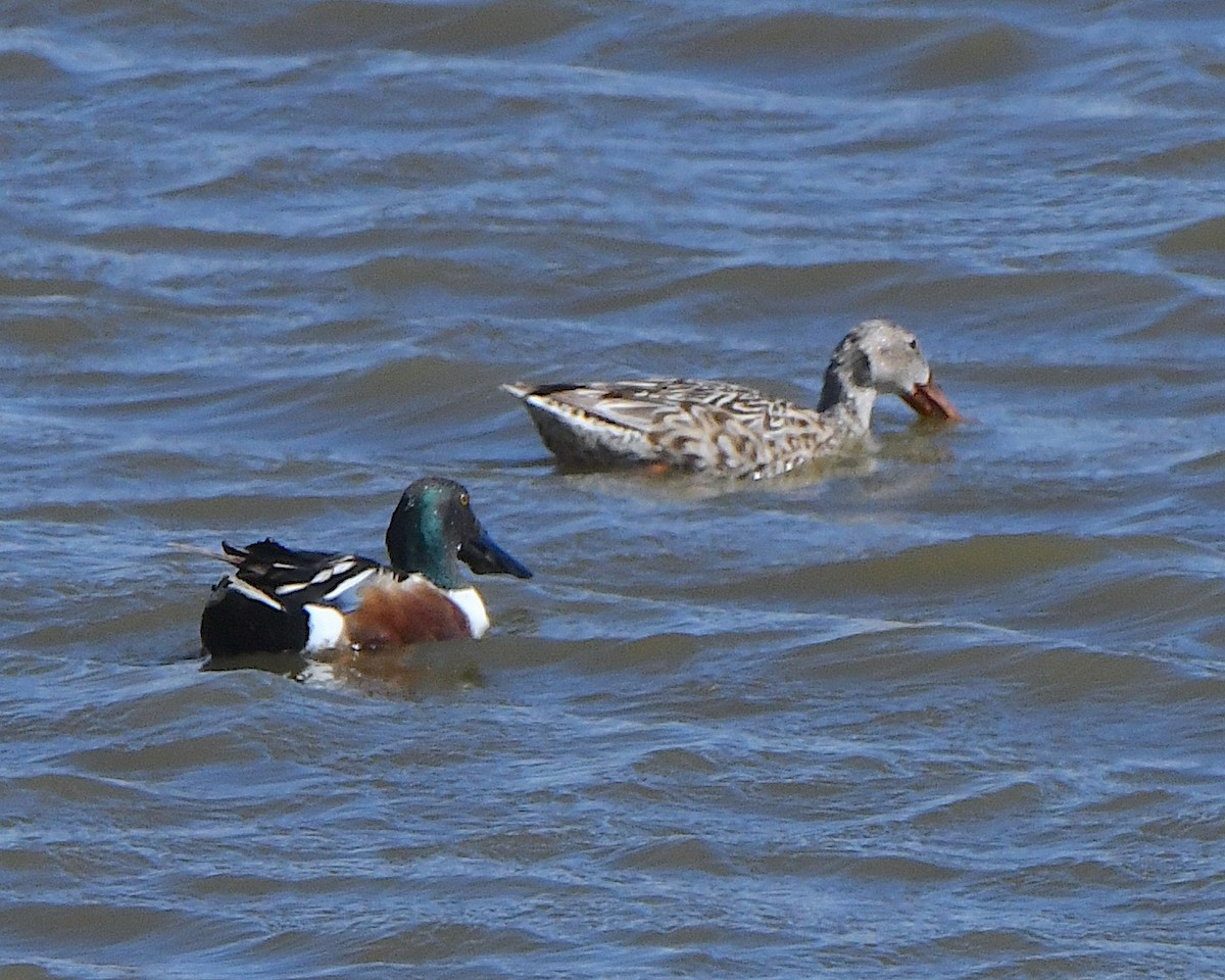 Northern Shoveler - ML621695541