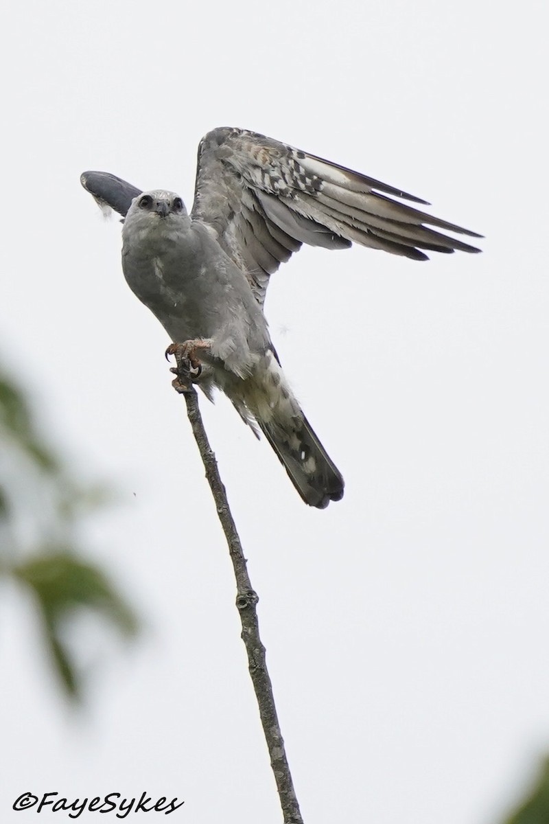 Mississippi Kite - ML621695544