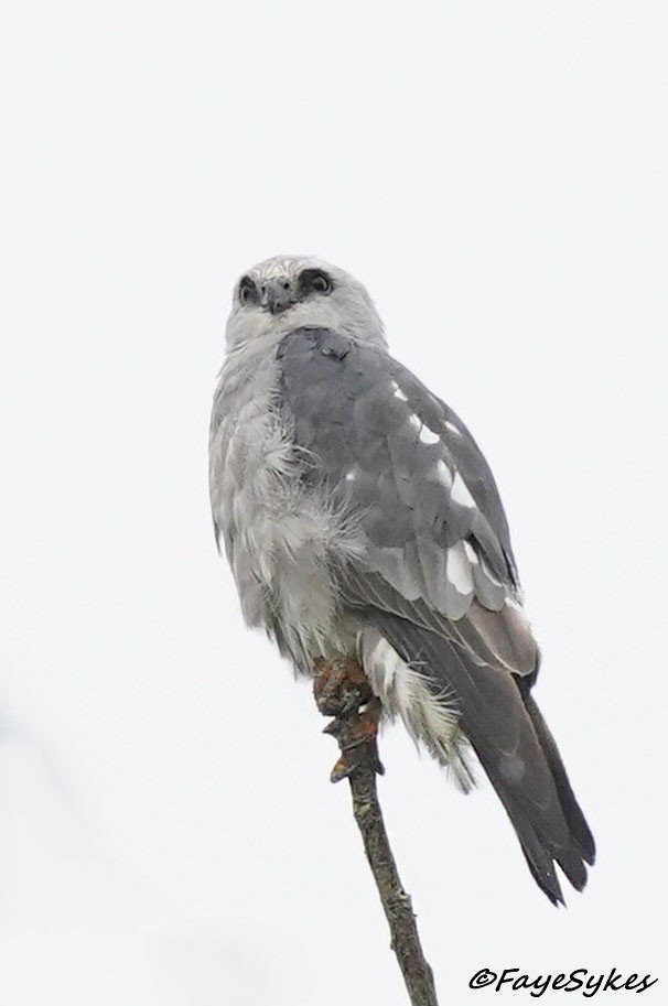 Mississippi Kite - ML621695545