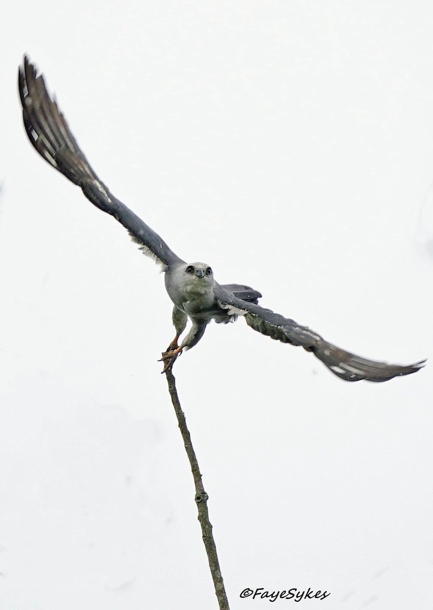 Mississippi Kite - ML621695546