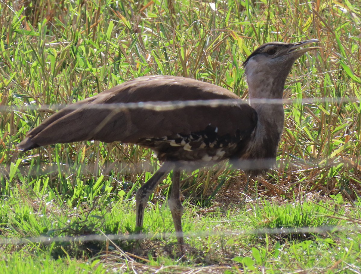 Australian Bustard - ML621695574