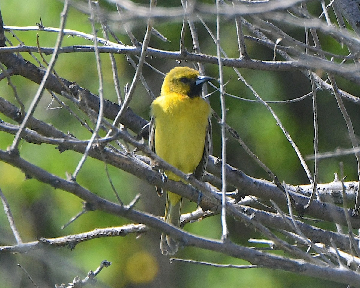 Orchard Oriole - ML621695580