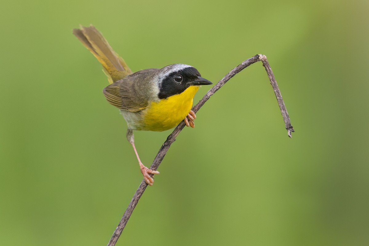 Common Yellowthroat - ML621695581