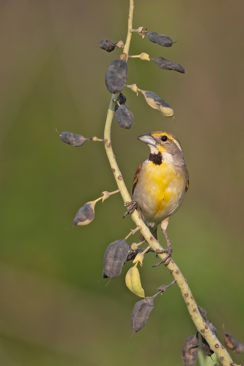 Dickcissel - ML621695583