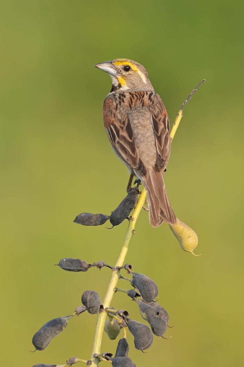 Dickcissel - ML621695586