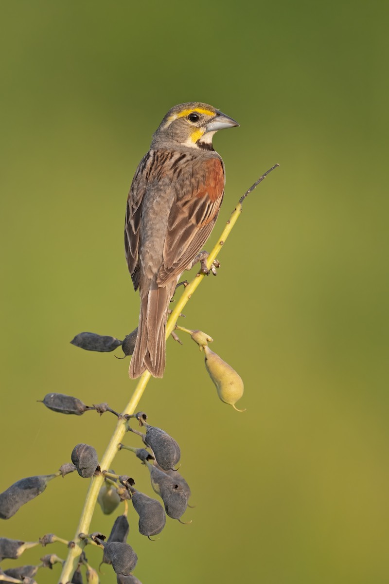 Dickcissel - ML621695587