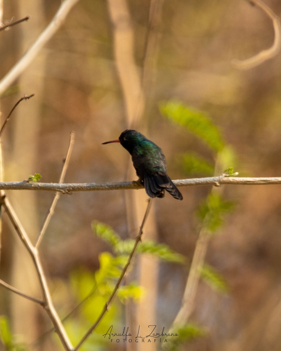 Turquoise-crowned Hummingbird - ML621695597