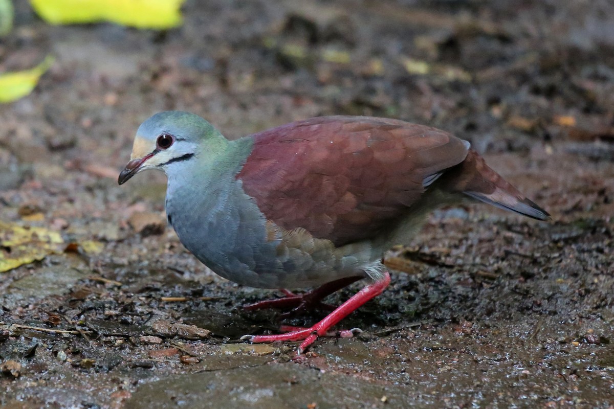 Buff-fronted Quail-Dove - ML621695601