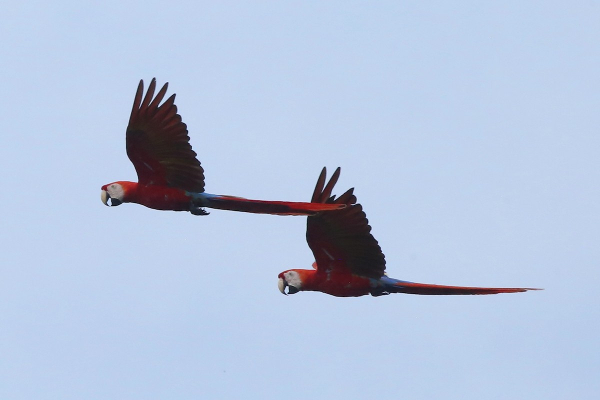Scarlet Macaw - ML621695632