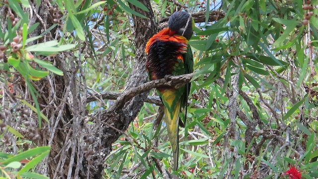 Rainbow Lorikeet - ML621695634