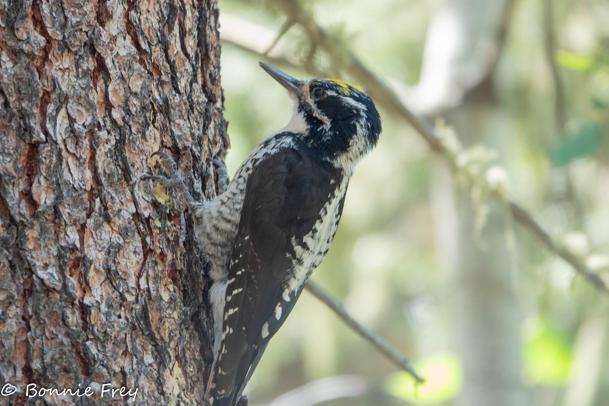 American Three-toed Woodpecker - ML621695637