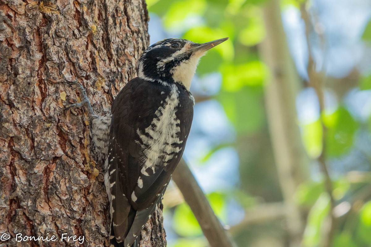 American Three-toed Woodpecker - ML621695638