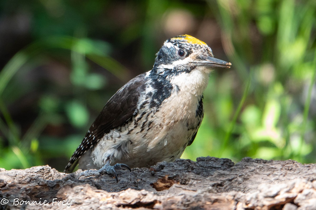 American Three-toed Woodpecker - ML621695641