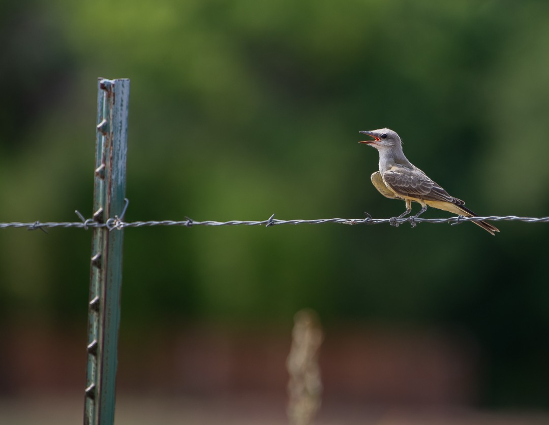 Western Kingbird - ML621695645