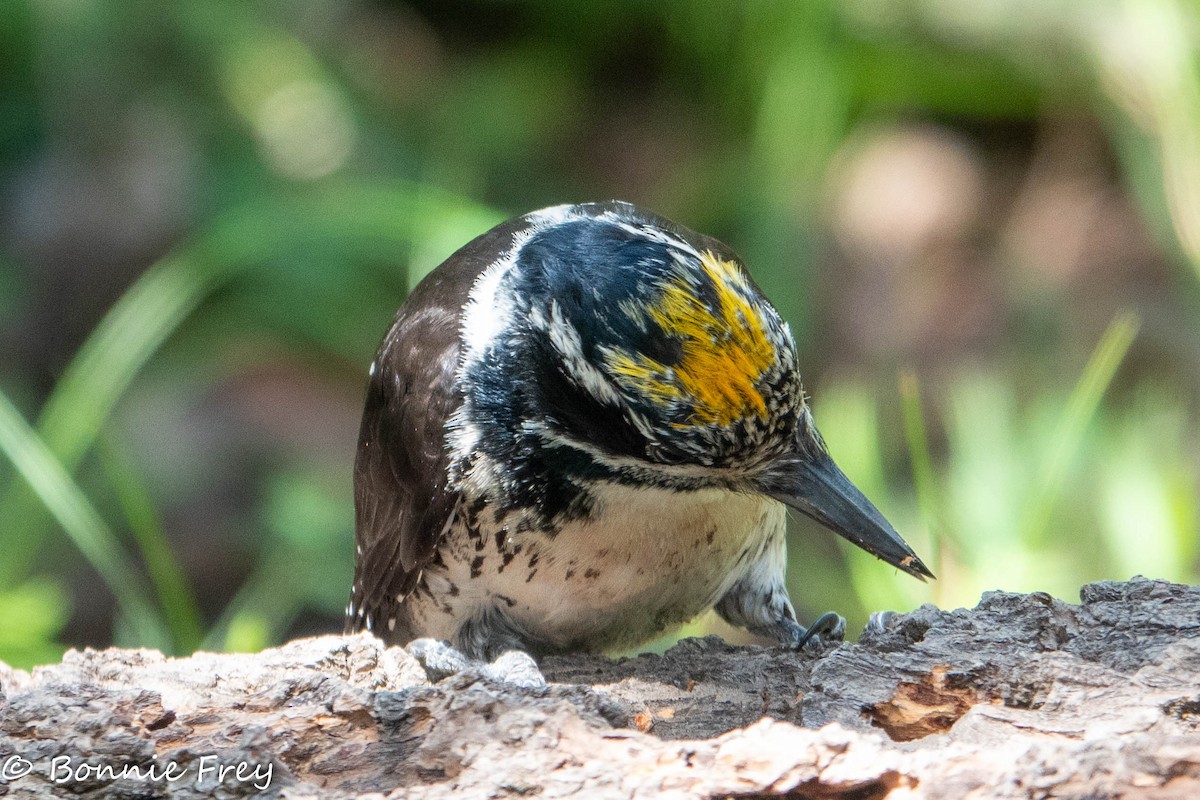 American Three-toed Woodpecker - ML621695646