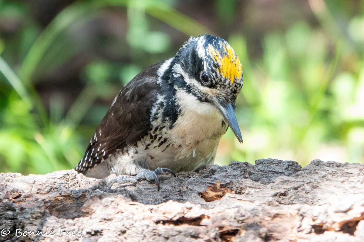 American Three-toed Woodpecker - ML621695647