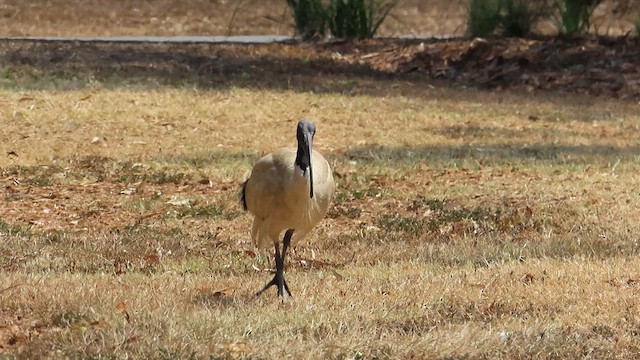 Australian Ibis - ML621695648