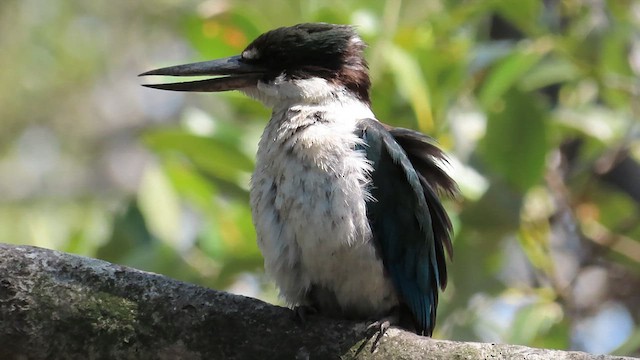 Martin-chasseur de Torrès - ML621695673