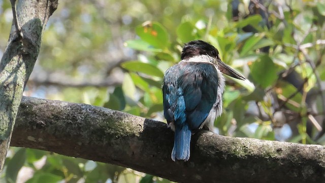 Martin-chasseur de Torrès - ML621695674