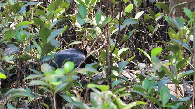 Torresian Crow - ML621695679