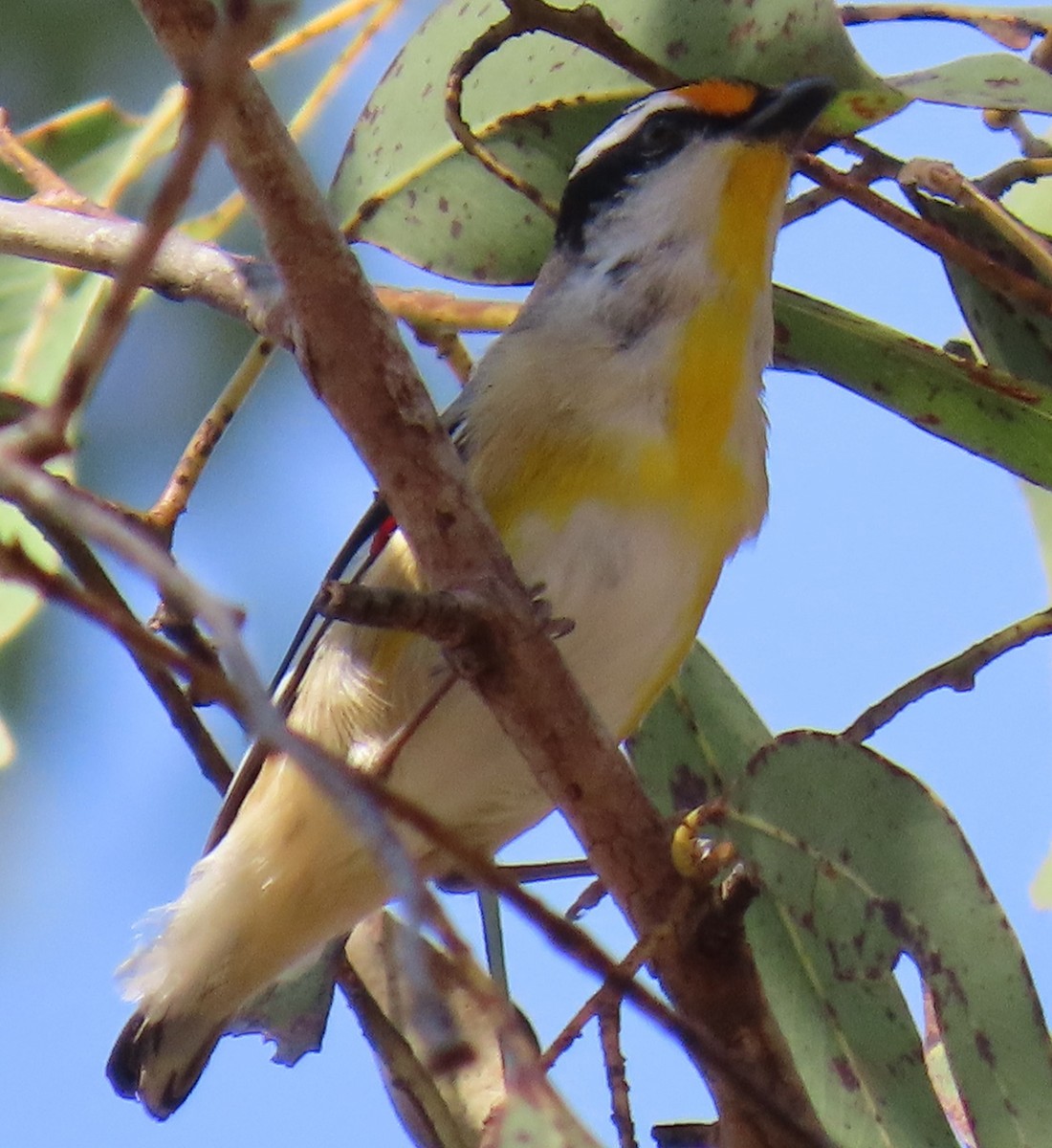 Striated Pardalote - ML621695683