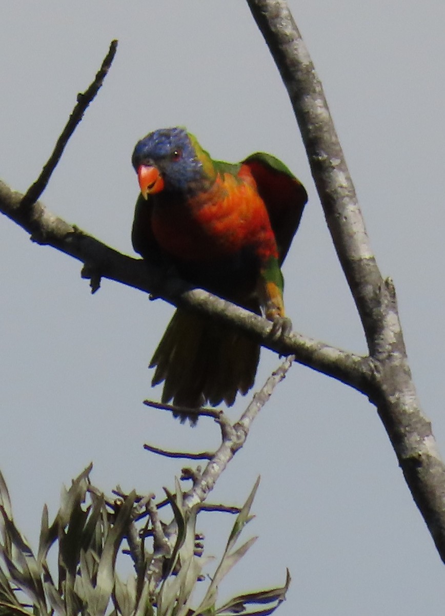 Rainbow Lorikeet - Elizabeth Lyons