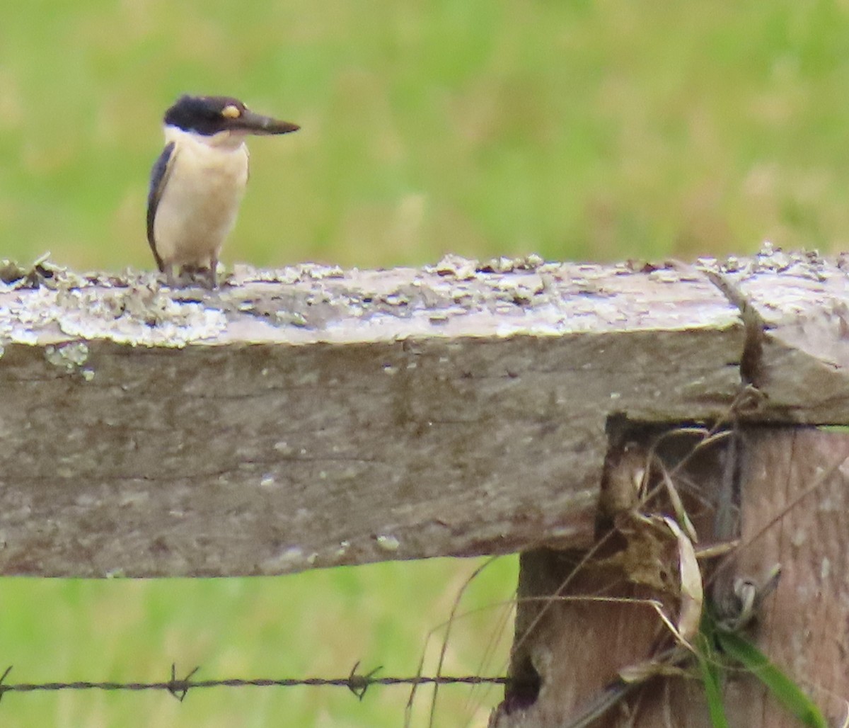 Forest Kingfisher - ML621695855