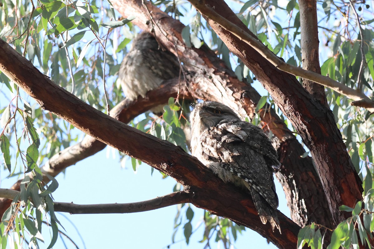 Tawny Frogmouth - ML621695856