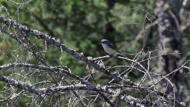 Mavi Başlı Vireo - ML621695874