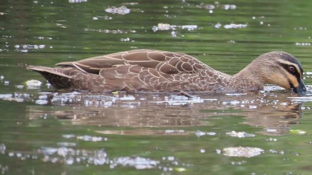 Canard à sourcils - ML621695875