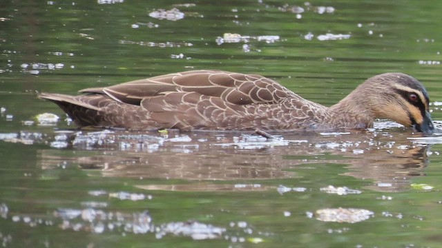 Pacific Black Duck - ML621695875