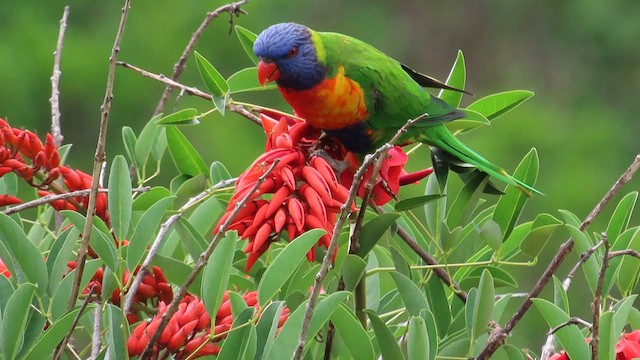 Rainbow Lorikeet - ML621695888