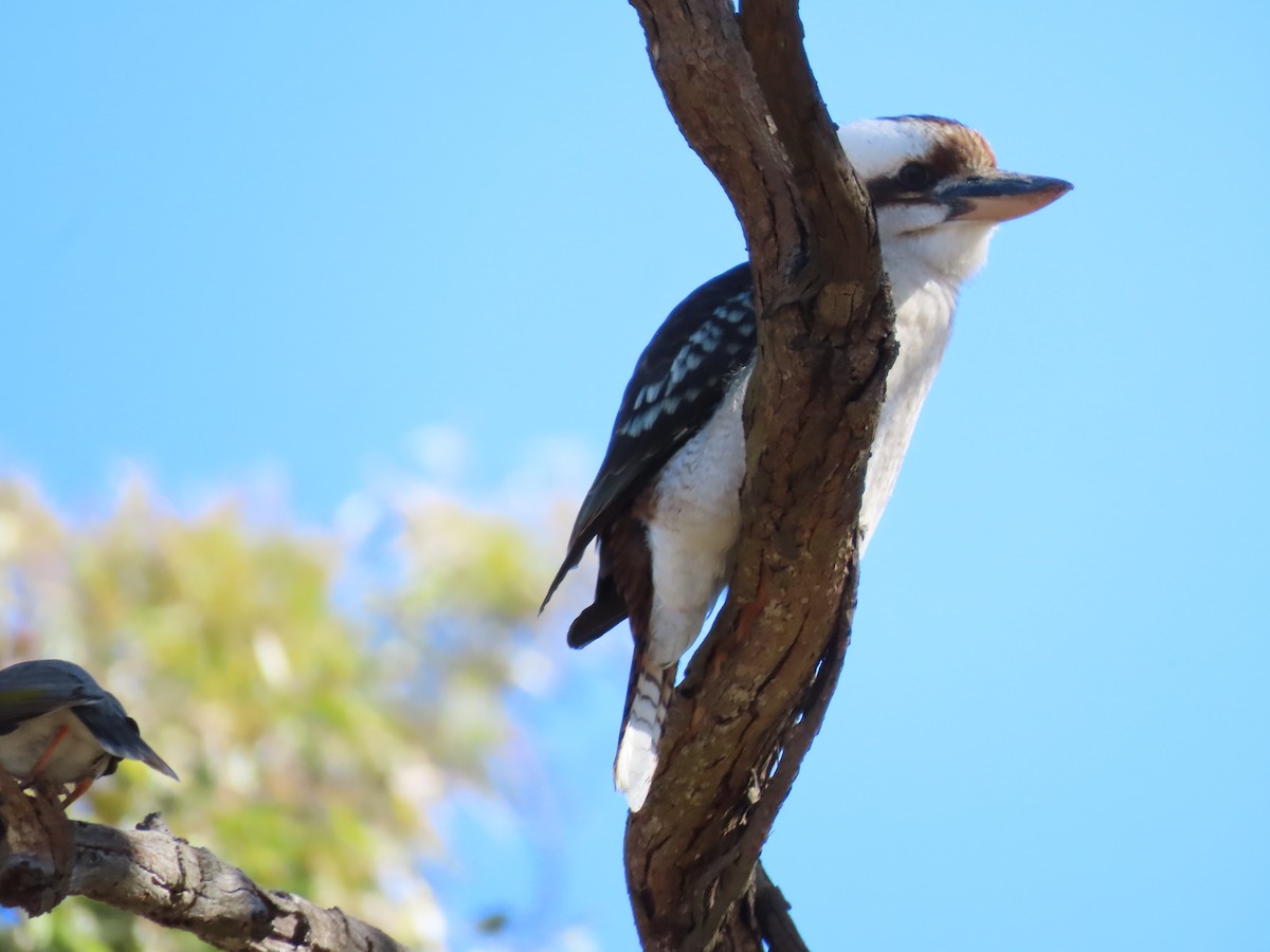 Laughing Kookaburra - ML621695891
