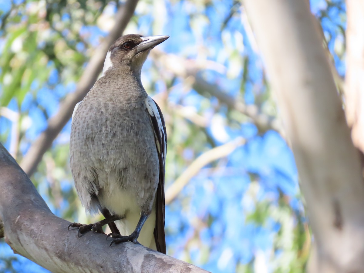 Australian Magpie (Black-backed) - ML621695897