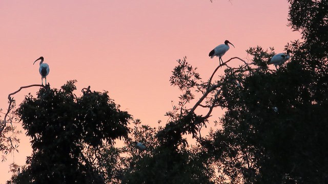 ibis australský - ML621695901