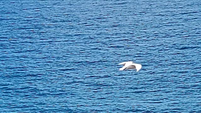 Red-tailed Tropicbird - ML621695909