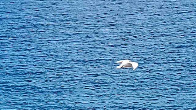 Red-tailed Tropicbird - ML621695909