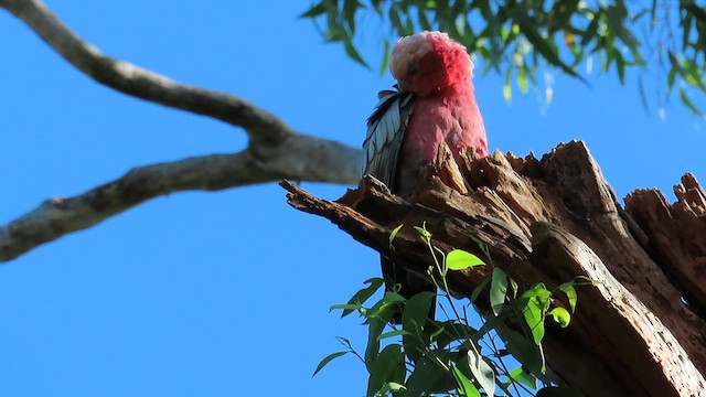kakadu růžový - ML621695910