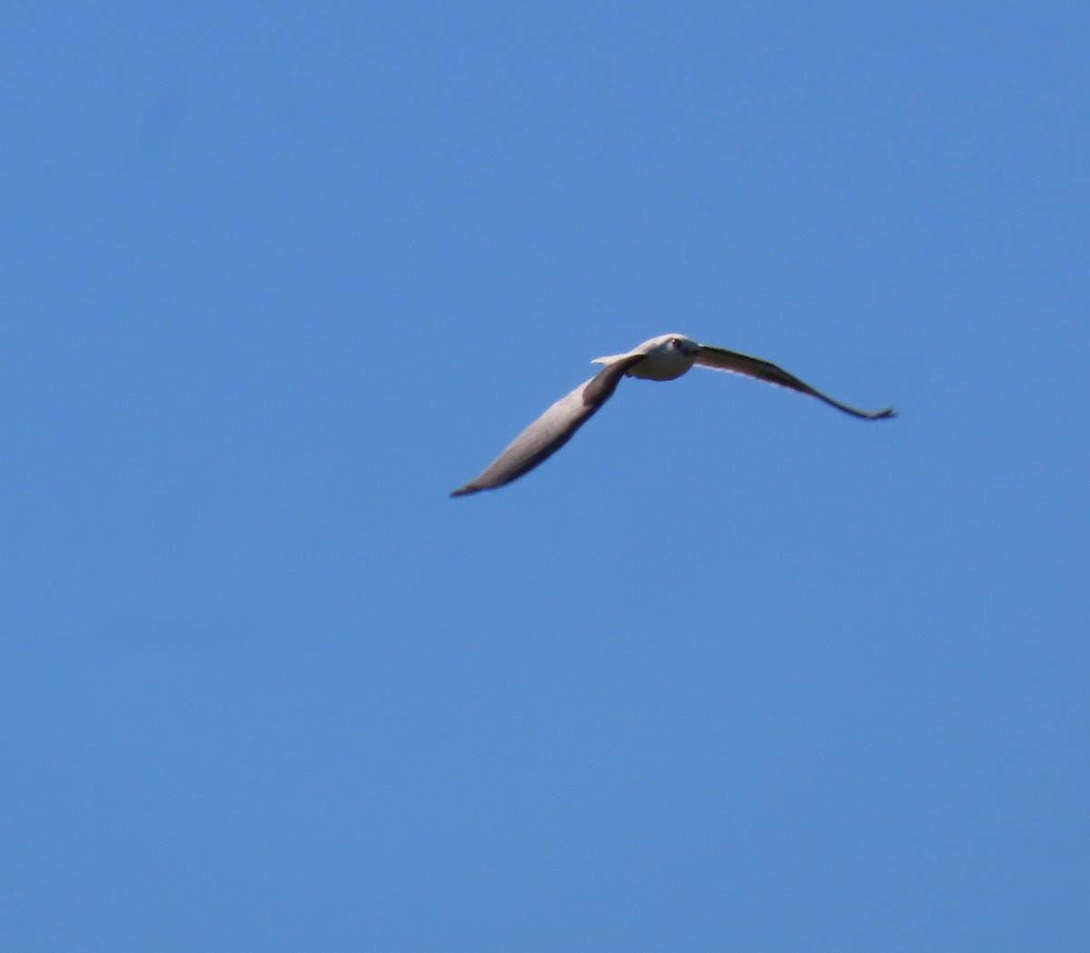 Black-shouldered Kite - ML621695913