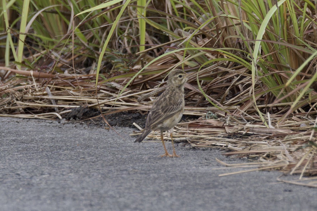 Paddyfield Pipit - ML621695917