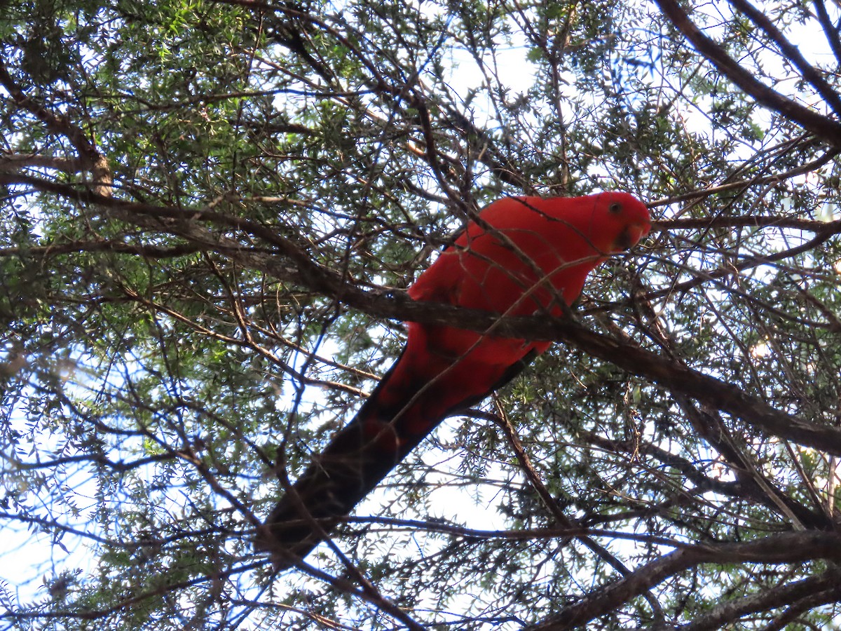 Australian King-Parrot - ML621695930